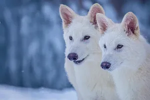 Kỳ diệu sói lông trắng tuyệt chủng 12.500 năm được 'hồi sinh' nhờ công nghệ gen