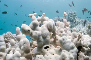 84% rạn san hô toàn cầu bị ‘tẩy trắng’ vì biến đổi khí hậu