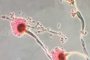 Loài vi nấm Aspergillus Fumigatus phổ biến nhất có thể mở rộng phạm vi lây lan nhờ biến đổi khí hậu
