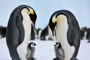 Báo động 90% chim cánh cụt hoàng đế có thể biến mất trong thế kỷ này