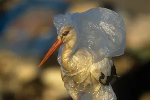 Báo động ô nhiễm nhựa từ bờ biển đến bàn ăn