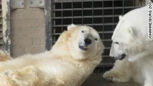 Wang, gấu bắc cực cuối cùng của châu Phi qua đời