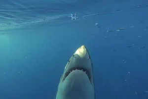 Hai phụ nữ bị cá mập tấn công mất tích