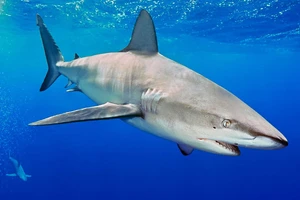 Cá mập 'thích' tấn công đàn ông hơn phụ nữ
