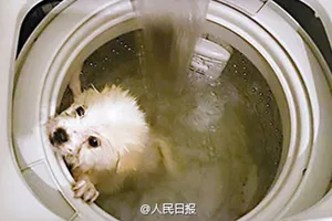 Bị phạt tù 3 năm vì tắm chó bằng...máy giặt