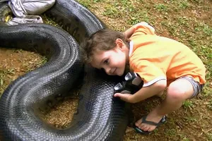 Kinh hoàng: 'Tay không' bắt rắn dài hơn 5 mét