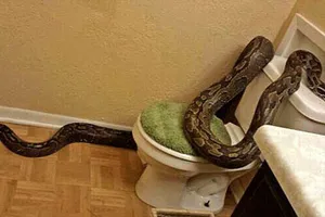 Bị con trăn cắn vào tay, lôi xuống rãnh cống trong nhà vệ sinh