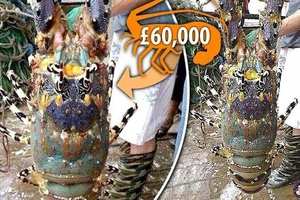 Xuất hiện tôm hùm khổng lồ trị giá hơn 2 tỷ đồng
