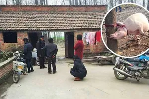Kinh hoàng: Cậu bé 2 tuổi bị lợn nái ăn thịt