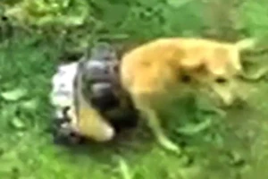 Trăn khổng lồ cố nuốt chửng ‘cún cưng’