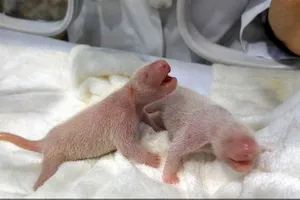 Cặp song sinh gấu trúc chào đời tại Nhật Bản