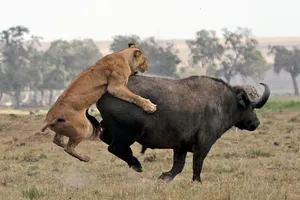 Xem trâu châu Phi 'xử đẹp' bầy sư tử