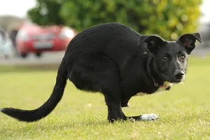 Chú chó 'chuột túi' Roo: Kỳ lạ và phi thường