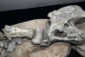 Xuất hiện rồng Trung Hoa trong truyền thuyết?