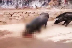 Lợn hoang ăn thịt bé sơ sinh bị bỏ rơi