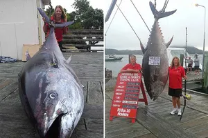 Bắt được cá ngừ nặng kỷ lục giá trên 6,5 tỉ đồng