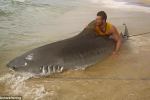 Ly kỳ chàng trai tay không bắt cá mập dài 4 mét