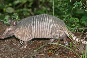 Ly kỳ: Con rể dùng súng bắn Tatu, đạn bay trúng mẹ vợ