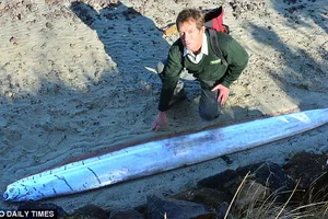 Phát hiện loài cá biển lạ dài 3 mét