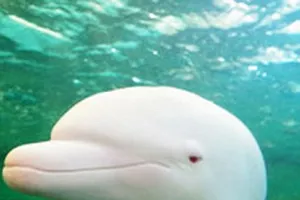 Chú cá heo đổi màu khi tức giận hoặc buồn bã