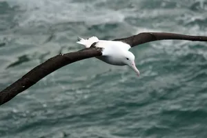 Loài chim 'khủng' có cánh dài 7 mét