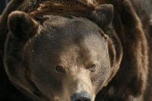 Một người phụ nữ bị gấu tấn công và chôn sống