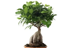 Triều Tiên tuyên bố tạo ra 'thuốc tiên' chữa bách bệnh