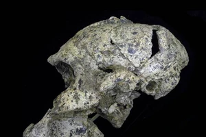 Xuất hiện hóa thạch giải mã thính lực tổ tiên loài người