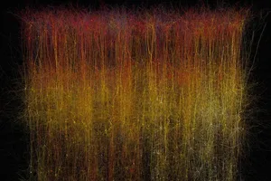 Đã 'số hóa' thành công một phần bộ não chuột trên máy tính