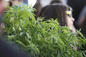 Cử tri Ohio nói 'không' với việc hợp pháp hóa sử dụng cần sa