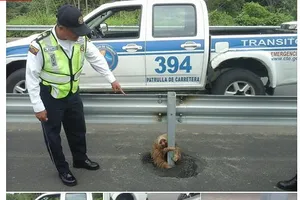 Cảnh sát giúp một chú lười qua đường 