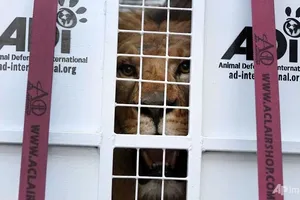 33 sư tử cứu thoát từ rạp xiếc được đưa đến châu Phi