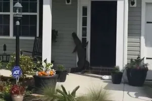 Cá sấu 'bấm chuông' cửa nhà dân