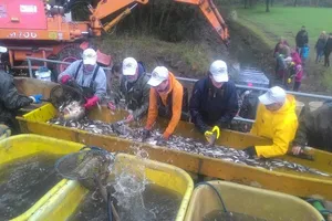 Khám phá lễ hội cá tại Đức