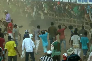 Bò tót 'nổi điên' tấn công người, làm loạn lễ hội đấu bò