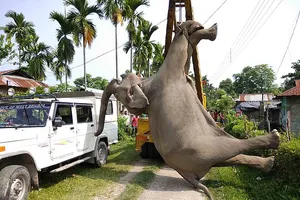 Hai con voi hoang dã bị điện giật chết