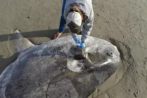 Video: Loài cá khổng lồ cực hiếm trôi vào bờ biển California