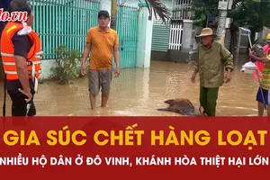 lũ, thiệt hại, đàn gia súc, Khánh Hòa