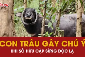 con trâu, cặp sừng, hình dáng
