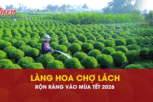 hoa Tết, Chợ Lách, chăm sóc