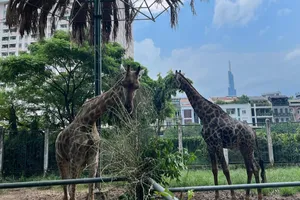 Hươu cao cổ sinh con thứ 3 ở Thảo Cầm Viên