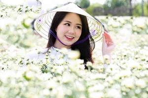 Mùa cúc họa mi Hà Nội đã về