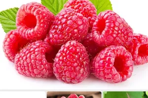 Ăn quả mâm xôi có thể ngăn ngừa bệnh tiểu đường