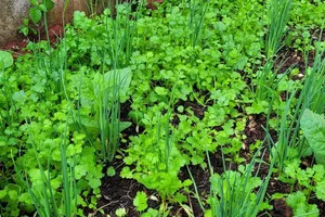 Rau mùi có những lợi ích tuyệt vời cho sức khỏe, bạn đã biết?