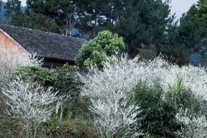 Hoa mận nở trắng trời bản làng Nặm Đăm, Quản Bạ ở Hà Giang