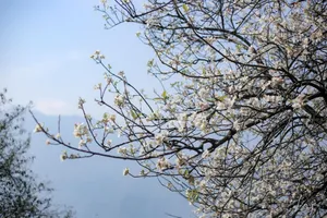 Hoa sơn tra phủ trắng núi rừng Sơn La