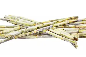 Những lợi ích sức khỏe bất ngờ khi uống nước mía trong mùa hè nóng bức