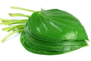 10 lợi ích sức khỏe của lá trầu không phải ai cũng biết