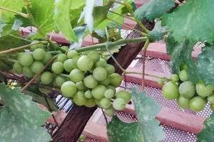 Bất ngờ với những lợi ích sức khỏe khi ăn nho