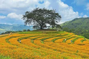 Ngẩn ngơ với đồi hoa đẹp như cổ tích ở Hòa Bình